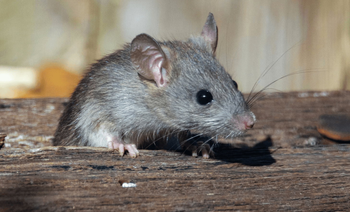 Hantavirus Sudah Masuk Indonesia: Cara Kerja, Gejala, dan Cara Mencegahnya