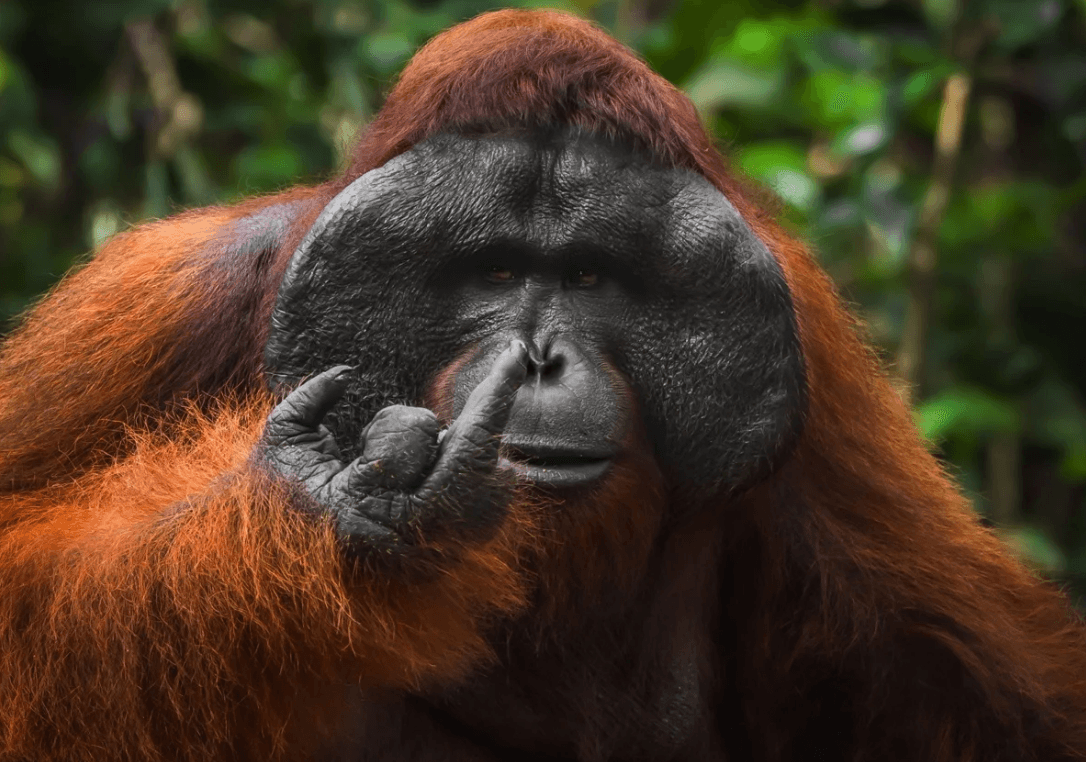 Foto Orangutan Jari Tengah Masuk Finalis Comedy Wildlife 2026, Gesturnya Murni Kebetulan